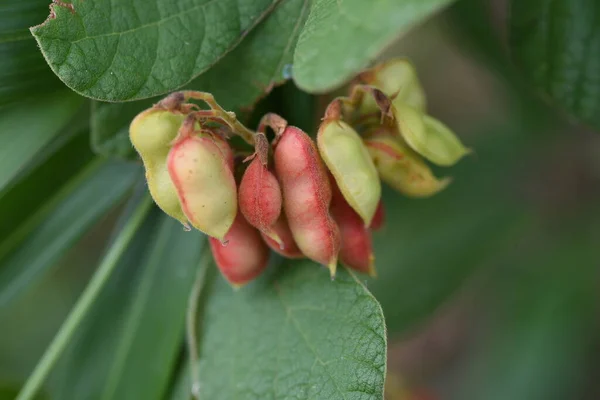Rhynchosia Volubilis Flores Frutas Sementes Fabaceae Videira Perene — Fotografia de Stock