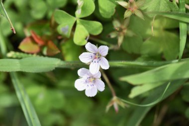 Sardunya thunbergii çiçekleri. Geraniaceae bitkileri. Çiçek açma mevsimi yazdan sonbahara kadardır. Kök ilkel bir ilaçtır ve ishal ve mide hastalıklarında etkilidir..