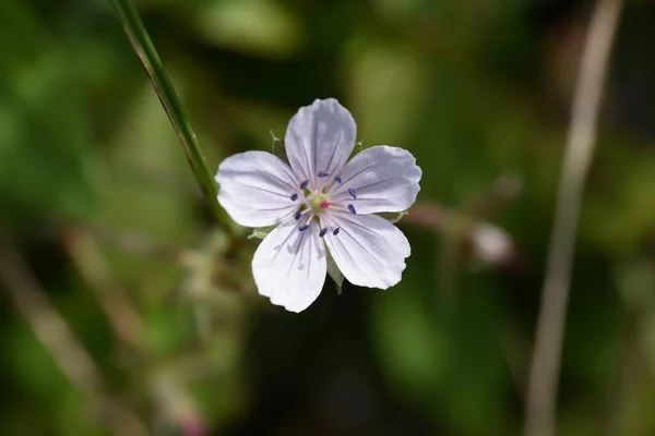 Geranium Thunbergii Virágok Geraniaceae Évelő Növények Virágzási Időszak Nyártól Őszig — Stock Fotó