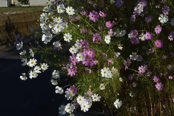Kosmos Blommor Hösttradition Japan Det Underbar Årstid När Kosmos Svajar — Stockfoto