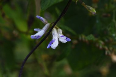 Çin domuz fıstığı çiçekleri. Fabaceae yıllık asma bitkileri.