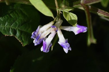Çin domuz fıstığı çiçekleri. Fabaceae yıllık asma bitkileri.