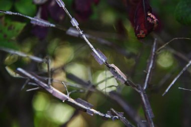 Kanatlı kanatlar. Celastraceae yapraklı çalılık. Mantar kanatlı ve harika sonbahar yapraklı..