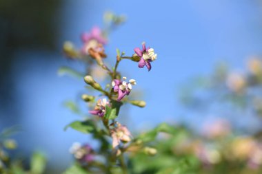 Solanaceae yaprak döken çalı. Açık mor çiçekler yazdan sonbahara kadar açar ve sonbaharda olgunlaşan böğürtlenler ham gıda, kurutulmuş meyve ve meyve likörü için kullanılır..