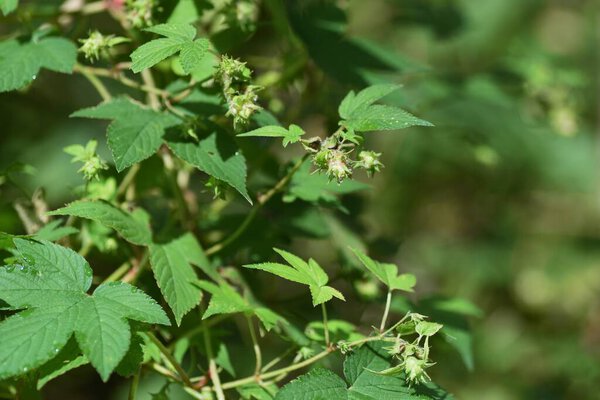 Jpanese hop (Humulus japonicus) flowers. Cannabaceae dioecious annual vine plants. The flowering season is from September to October, and male flowers are the cause of autumn pollinosis.