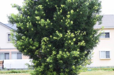 Podocarpus makrophyllus (porsuk eriği çamı). Podocarpaceae dioecious Evergreen kozalaklı. Çoğunlukla bahçe ağaçları ve çitler için kullanılır..