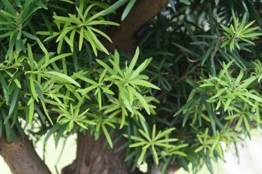 Podocarpus makrophyllus (porsuk eriği çamı). Podocarpaceae dioecious Evergreen kozalaklı. Çoğunlukla bahçe ağaçları ve çitler için kullanılır..