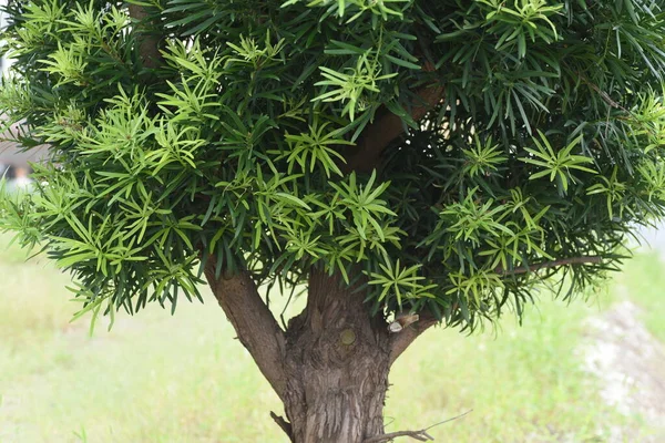 大叶李属植物 Yew Plum Pine 豆科多毛的常绿针叶树 主要用于花园树木和树篱 — 图库照片