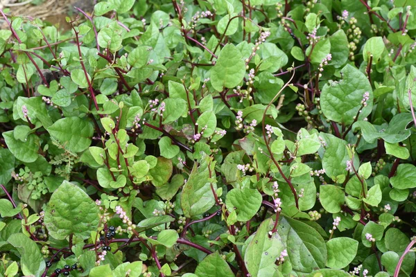  Malabar ıspanak ekimi. Yıllık asma bitkileri. Vitamin ve mineral açısından zengin ve besleyici bir sebzedir. Yaprakları ve sapları yenilebilir..