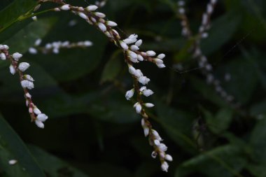 Persicaria japonica çiçekleri. Polygonaceae doğum öncesi bitkileri. Çiçek mevsimi Ağustos 'tan Ekim' e kadar sürer ve bataklıklarda yetişir..