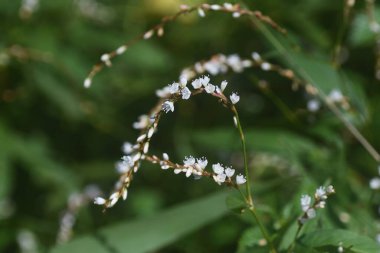 Persicaria japonica çiçekleri. Polygonaceae doğum öncesi bitkileri. Çiçek mevsimi Ağustos 'tan Ekim' e kadar sürer ve bataklıklarda yetişir..