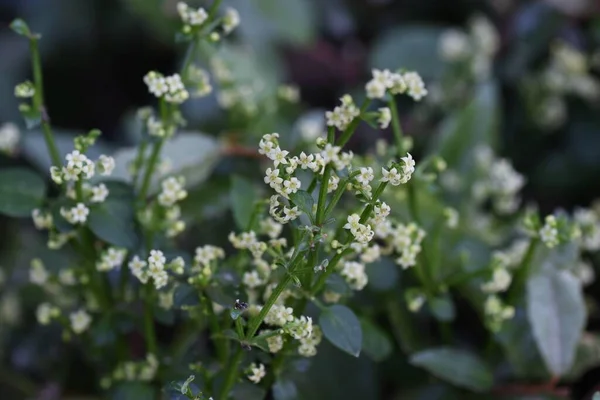 Daha çılgın çiçekler. Rubiaceae asma bitkileri. Kökler daha kızgın, bitkileri boyamak için kullanılan bir hammaddedir ve aynı zamanda şifalı bitkiler için kullanılır..