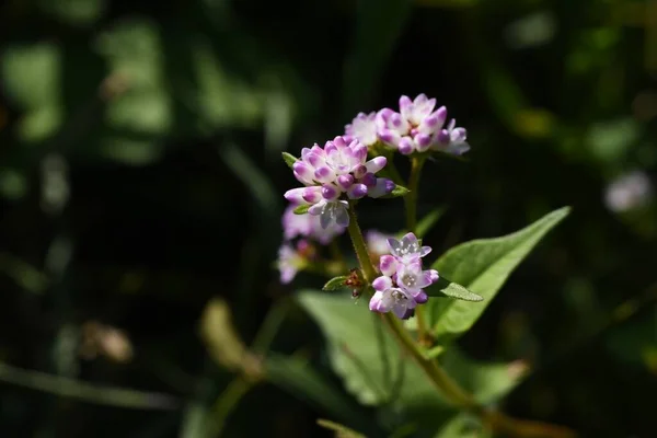 Persicaria Thunbergii Virágok Polygonaceae Éves Augusztustól Októberig Virágzik Mocsarakban — Stock Fotó