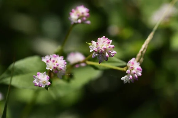 Persicaria Thunbergii Blüht Polygonaceae Einjähriges Gras Sie Wächst Feuchtgebieten Und — Stockfoto