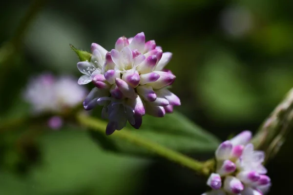 Persicaria Thunbergii Blüht Polygonaceae Einjähriges Gras Sie Wächst Feuchtgebieten Und — Stockfoto