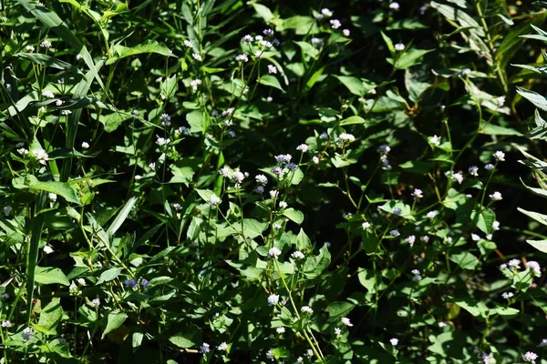 ペルシア語のThunbergii花 ポリゴナ科の年間草 湿地に自生し 8月10月に咲きます — ストック写真