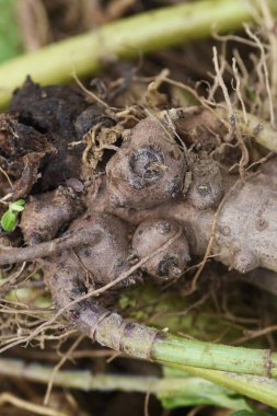 Yacon hasadı. Yacon, Asteraceae familyasının Güney Amerika 'daki And Dağları' na özgü bir bitkidir. Kökleri Fructooligosaccharides açısından zengindir ve armut gibi bir dokuya ve tatlılığa sahiptir..