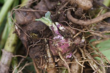 Yacon hasadı. Yacon, Asteraceae familyasının Güney Amerika 'daki And Dağları' na özgü bir bitkidir. Kökleri Fructooligosaccharides açısından zengindir ve armut gibi bir dokuya ve tatlılığa sahiptir..