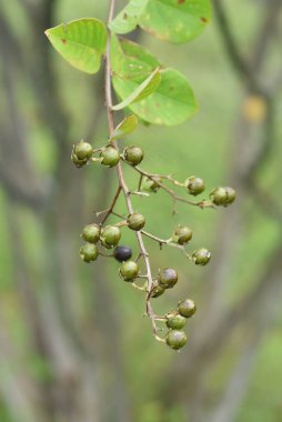 Mersin üzümlerini kazıyın. Lythraceae yaprak döken ağacının temmuzdan eylüle kadar çiçekleri var..