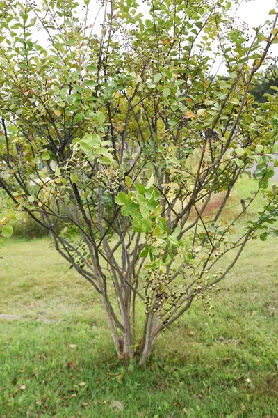 Crape Myrtle Berries Listnatý Strom Lythraceae Květy Července Září — Stock fotografie