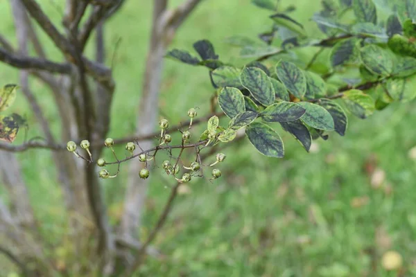 Crape Myrtle Berries Lythraceae Deciduous Tree Has Flowers July September — Stock Photo, Image