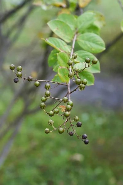 Crape Myrtle Berries Listnatý Strom Lythraceae Květy Července Září — Stock fotografie