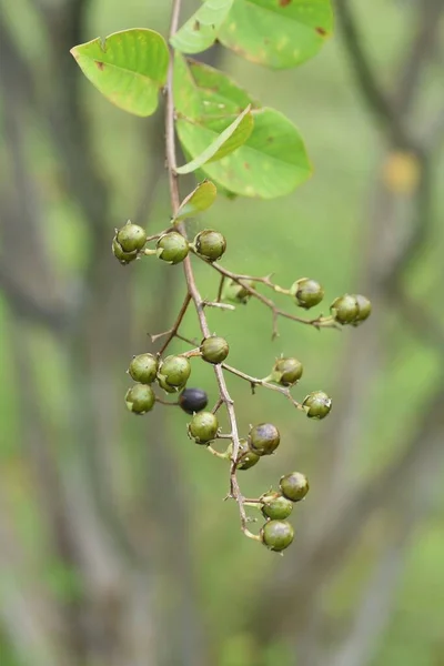 Bayas Arrayán Árbol Caducifolio Lythraceae Tiene Flores Julio Septiembre — Foto de Stock