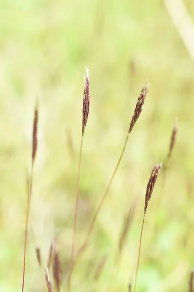 関節のヒスピダス耳 草丈は1年草 沼や茎に生え 葉は黄色の染料として用いられます — ストック写真