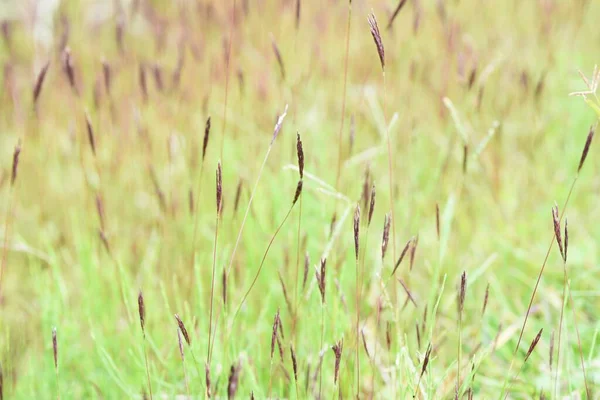 関節のヒスピダス耳 草丈は1年草 沼や茎に生え 葉は黄色の染料として用いられます — ストック写真