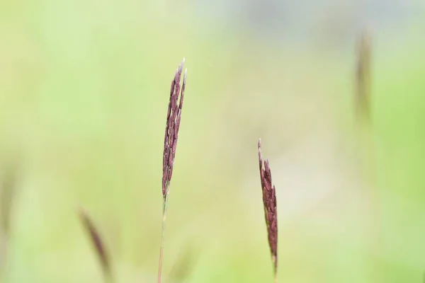 Onun Kulaklarını Birleştir Poaceae Yıllık Çimeni Bataklıklarda Yetişir Sapları Yaprakları — Stok fotoğraf