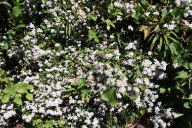 Aster Ageratoides yaprakları ve nektar emici böcekler. Asteraceae daimi bitkileri. Çiçek açma mevsimi Ağustos 'tan Kasım' a kadardır..