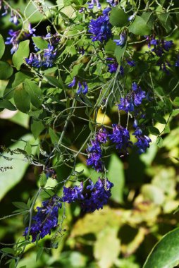 Çekme yaprağı çiçekleri. Harika doğum öncesi bitkiler. Çiçek açma mevsimi Haziran 'dan Kasım' a kadardır..