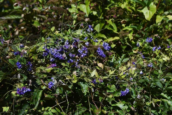 Kwiaty Wyka Liści Lawy Fabaceae Prennial Rośliny Sezon Kwitnienia Trwa — Zdjęcie stockowe