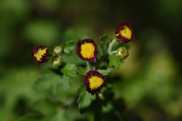 Małe Chryzantemy Kwiaty Morifolium Asteraceae Wieloletnich Roślin Ozdobnych Sezon Kwitnienia — Zdjęcie stockowe