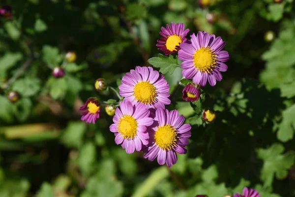 Small Chrysanthemum Morifolium Flowers Asteraceae Perennial Ornamental Plants Flowering Season — Stock Photo, Image