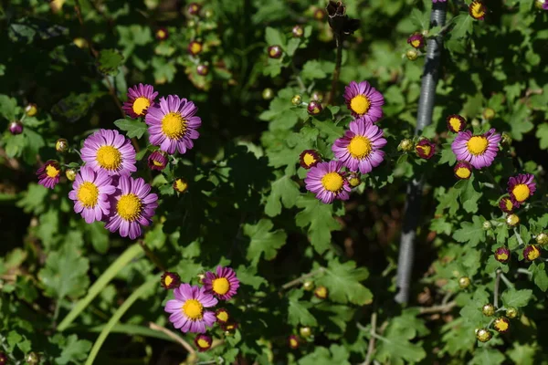 Små Krysantemum Morifolium Blommor Asteraceae Fleråriga Prydnadsväxter Blommande Frã September — Stockfoto