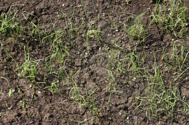 Sebze bahçesi soğan ekimi. Soğan ekimi için prosedür Eylül 'de tohum ekmek, Kasım' da fide ekmek ve sonraki yılın Mayıs-Haziran aylarında hasat etmektir..