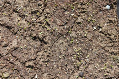 Sebze bahçesi soğan ekimi. Soğan ekimi için prosedür Eylül 'de tohum ekmek, Kasım' da fide ekmek ve sonraki yılın Mayıs-Haziran aylarında hasat etmektir..