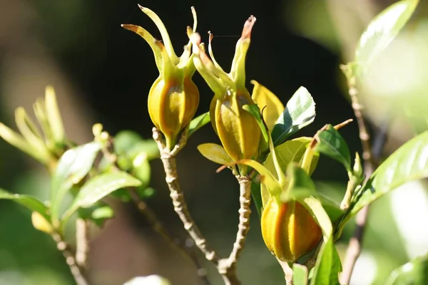 Gardénia Gyümölcs Rubiaceae Örökzöld Cserje Szárított Gyümölcsöket Nyers Kábítószerként Színezőanyagként — Stock Fotó
