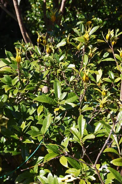 Owoce Gardenii Rubiaceae Wiecznie Zielony Krzew Suszone Owoce Wykorzystywane Jako — Zdjęcie stockowe