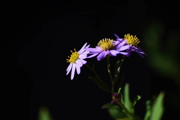 Aster Microcephalus Blüht Asteraceae Mehrjährige Pflanzen Hübsche Fliederblüten Blühen Von — Stockfoto
