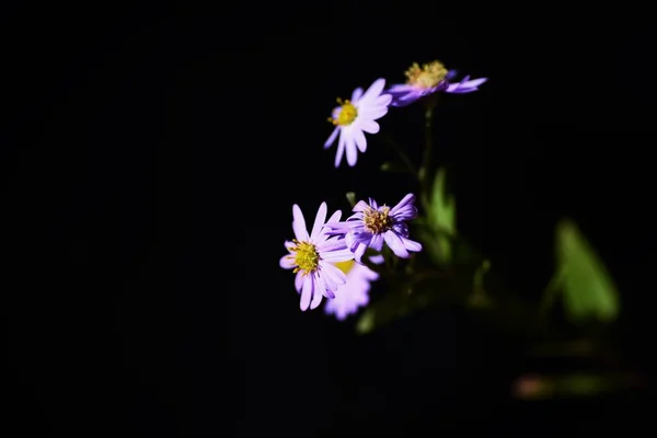 Квіти Астероїдів Мікроцефалів Багаторічні Рослини Айстрових Досить Бузкові Квіти Цвітуть — стокове фото