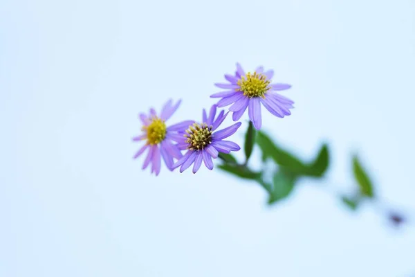 Aster Mikrocefalus Kwiaty Wieloletnie Rośliny Asteraceae Ładne Kwiaty Lilii Kwitną — Zdjęcie stockowe