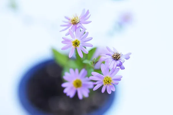 Aster Microcephalus Flowers Asteraceae Perennial Plants Pretty Lilac Flowers Bloom — Stock Photo, Image