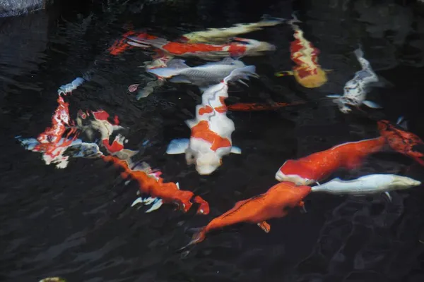 Японский Карп Nishikigoi Нисикигой Популярен Потому Имеет Яркий Цвет Тела — стоковое фото