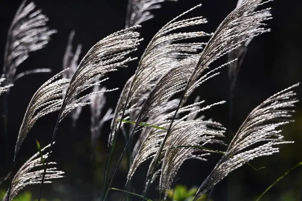 風に揺れて輝く日本のパンパス草の光景は日本の秋の伝統です — ストック写真