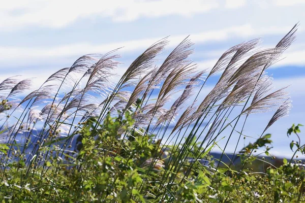 Sight Japanese Pampas Grass Swaying Wind Shining Japanese Autumn Tradition — Stock Photo, Image