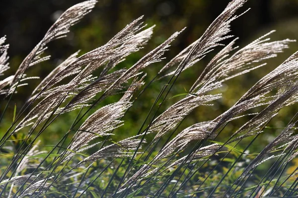風に揺れて輝く日本のパンパス草の光景は日本の秋の伝統です — ストック写真