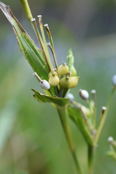 Hiobs Tränen Sind Mehrjährige Poaceae Die Herbst Harte Früchte Tragen — Stockfoto