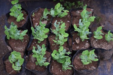 Sebze bahçesinde bezelye yetiştirme. Ekim ayında tohumlar gelecek yılın baharında ekildi. Kapsüller yumuşak ve hem fasulye hem de kapsül yiyebilirsin..